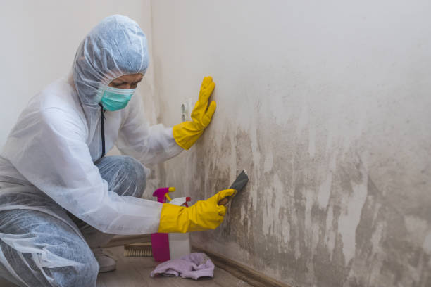 New York, NY Mold Remediation Company