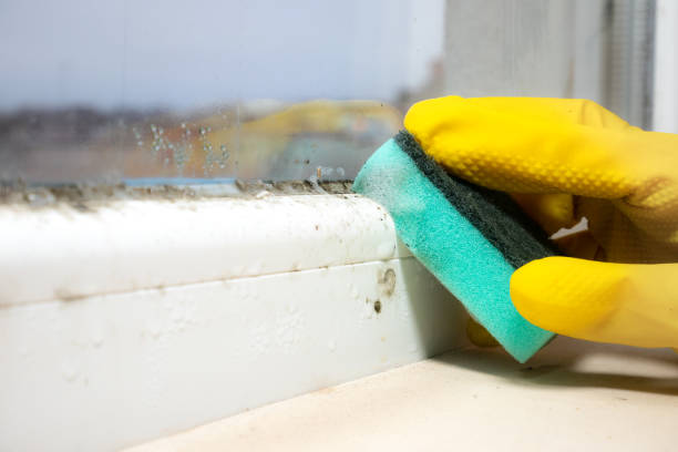New York, NY Mold Remediation Company