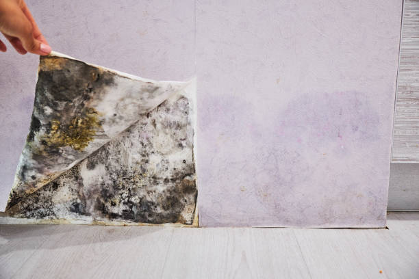 Best Emergency Mold Remediation in New York, NY